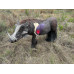 Wildcrete Warthog Vital